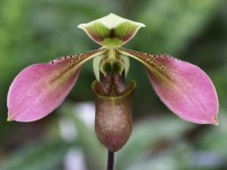 Paph.bullenianum001_mini